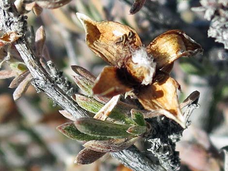 Blackbrush (Coleogyne ramosissima)