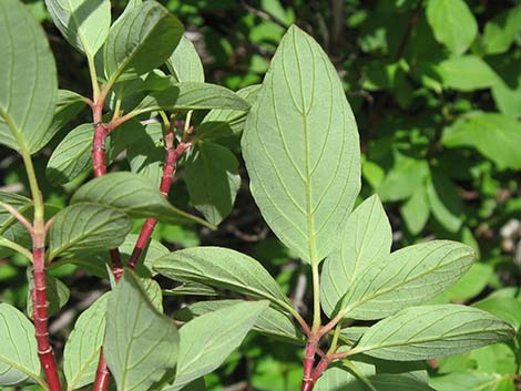 Redosier Dogwood (Cornus sericea ssp. sericea)