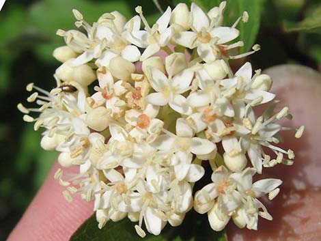 Redosier Dogwood (Cornus sericea ssp. sericea)