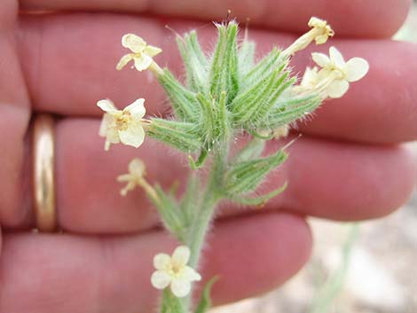 Basin Yellow Cryptantha (Cryptantha confertiflora)