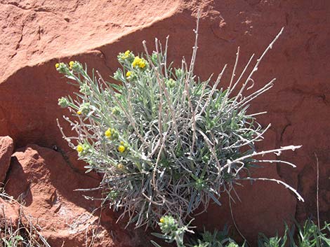 Basin Yellow Cryptantha (Cryptantha confertiflora)