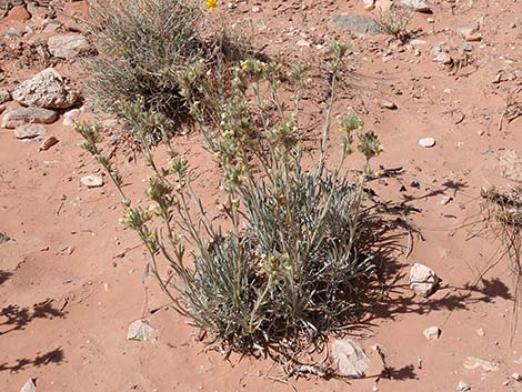 Basin Yellow Cryptantha (Cryptantha confertiflora)