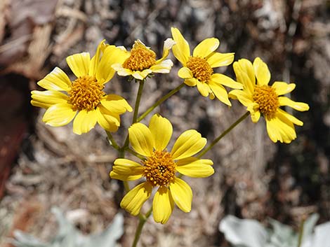 Brittlebush (Encelia spp.)