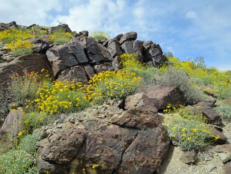 Brittlebush (Encelia spp.)