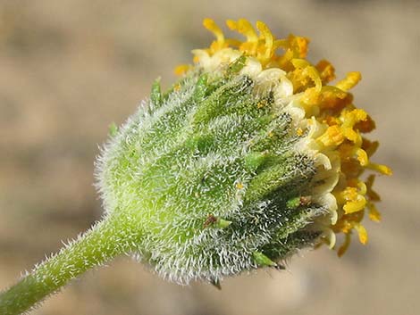 Button Brittlebush (Encelia frutescens)