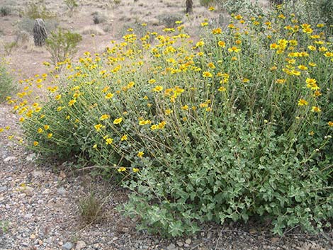 Virgin River Brittlebush (Encelia virginensis)