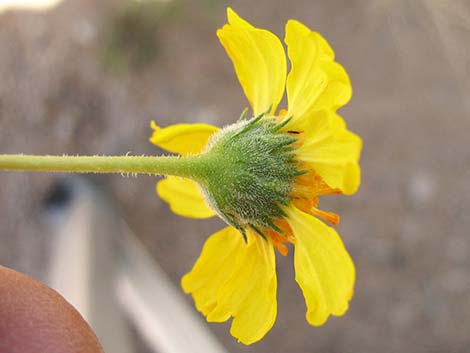 Virgin River Brittlebush (Encelia virginensis)