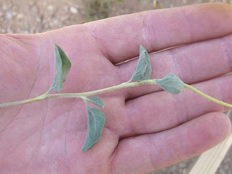 Virgin River Brittlebush (Encelia virginensis)