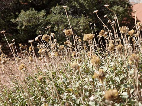 Virgin River Brittlebush (Encelia virginensis)