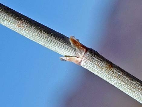 California Jointfir (Ephedra californica)