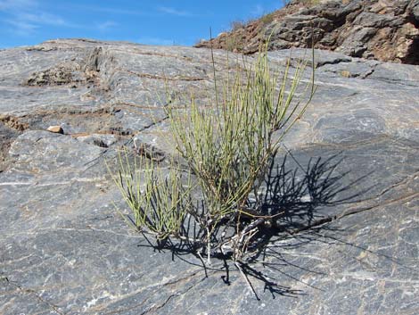 Death Valley Jointfir (Ephedra funerea)