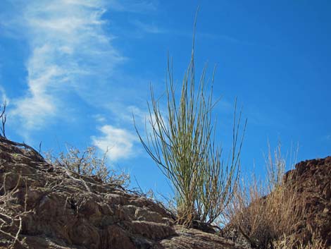 Death Valley Jointfir (Ephedra funerea)