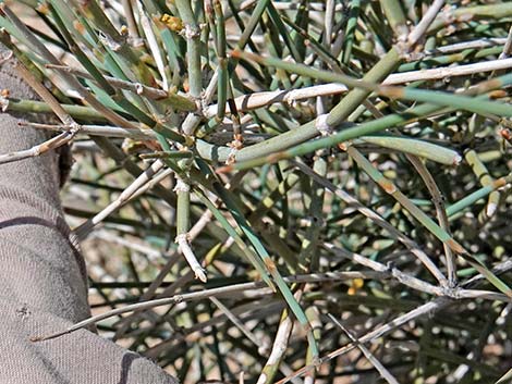 Death Valley Jointfir (Ephedra funerea)