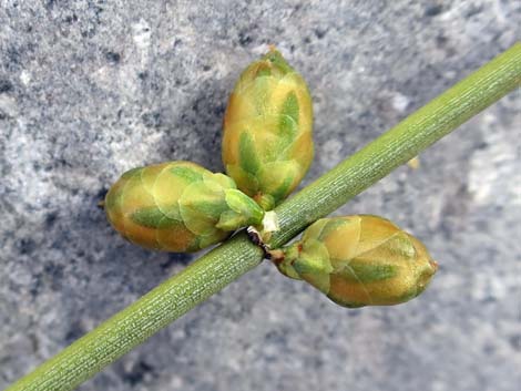 Death Valley Jointfir (Ephedra funerea)