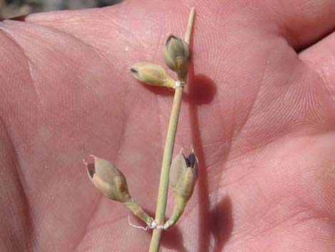 Nevada Jointfir (Ephedra nevadensis)