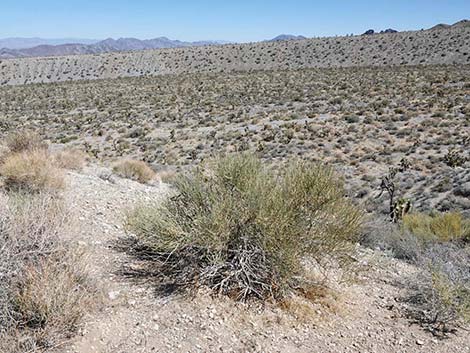 Nevada Jointfir (Ephedra nevadensis)