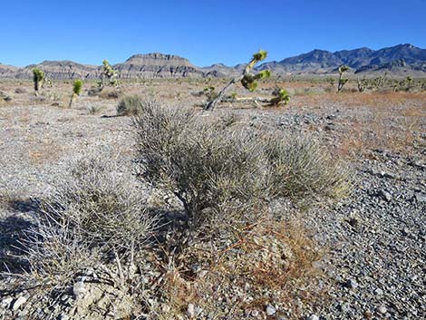 Nevada Jointfir (Ephedra nevadensis)