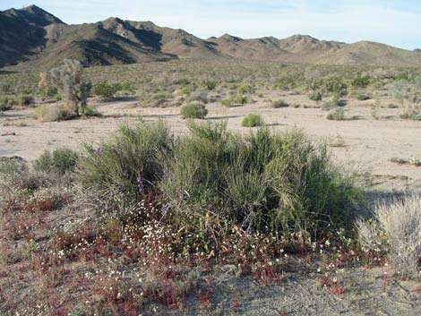 Ephedra californica (Californica jointfir).