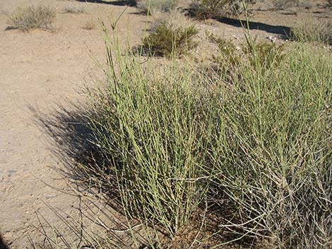 Torrey's Jointfir (Ephedra torreyana)