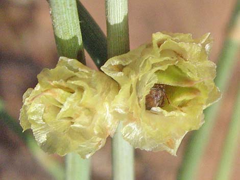 Torrey's Jointfir (Ephedra torreyana)