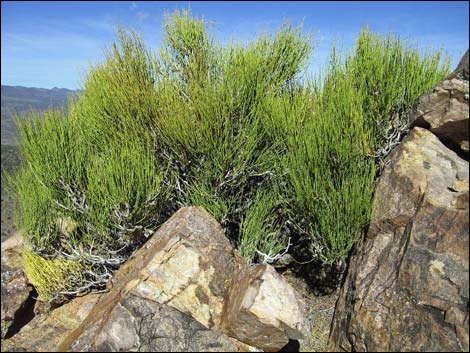 Mormon Tea (Ephedra viridis)