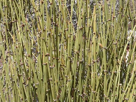 Mormon Tea (Ephedra viridis)