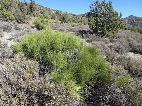 Mormon Tea (Ephedra viridis)