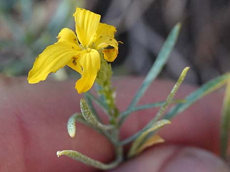 Turpentine Bush (Ericameria laricifolia)