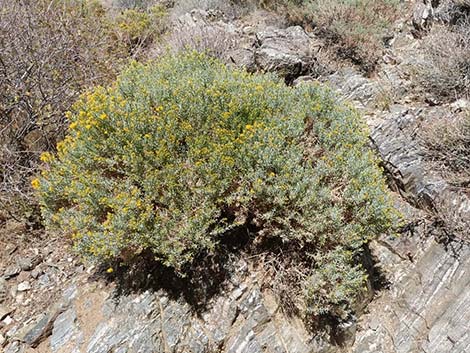 Turpentine Bush (Ericameria laricifolia)