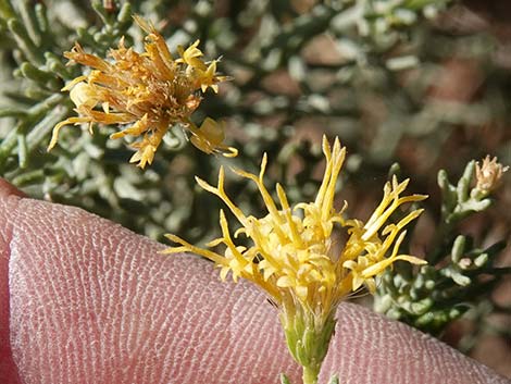 Turpentine Bush (Ericameria laricifolia)