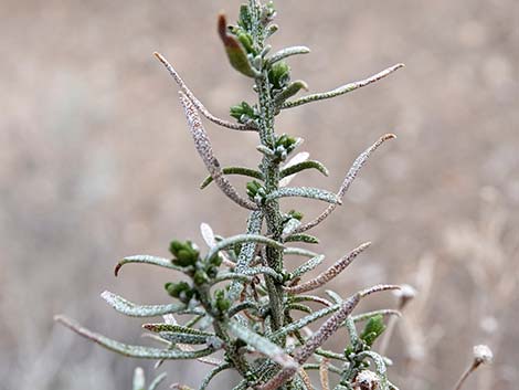 Turpentine Bush (Ericameria laricifolia)