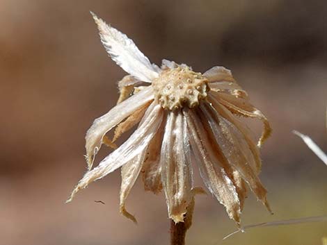 Turpentine Bush (Ericameria laricifolia)