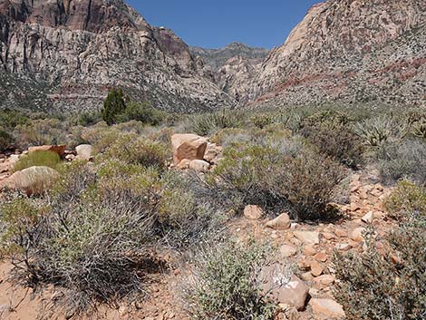 Turpentine Bush (Ericameria laricifolia)