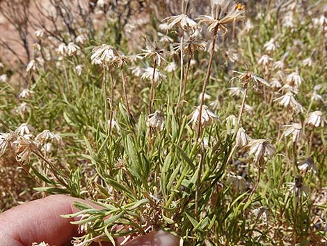 Turpentine Bush (Ericameria laricifolia)