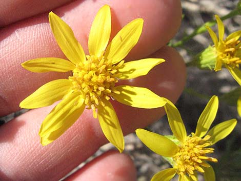 Narrowleaf Goldenbush (Ericameria linearifolia)