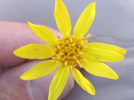 Narrowleaf Goldenbush (Ericameria linearifolia)