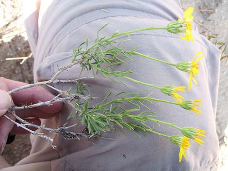 Narrowleaf Goldenbush (Ericameria linearifolia)