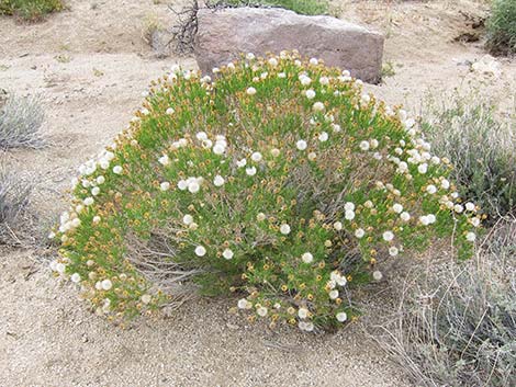 Narrowleaf Goldenbush (Ericameria linearifolia)