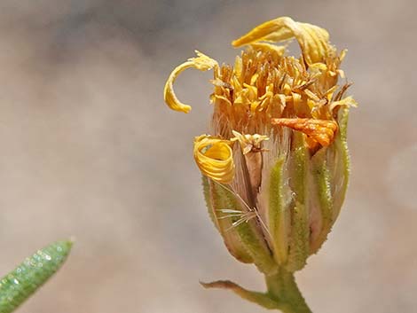 Narrowleaf Goldenbush (Ericameria linearifolia)