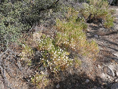 Narrowleaf Goldenbush (Ericameria linearifolia)