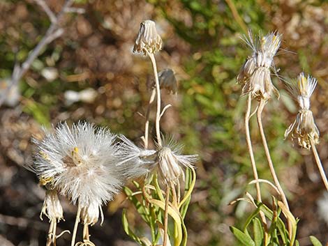 Narrowleaf Goldenbush (Ericameria linearifolia)