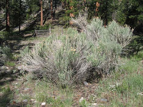 Rubber Rabbitbrush (Ericameria nauseosa)