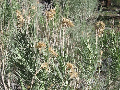 Rubber Rabbitbrush (Ericameria nauseosa)