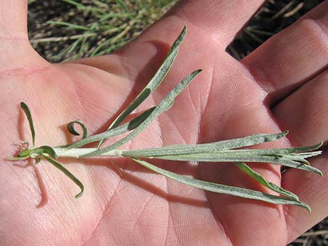 Rubber Rabbitbrush (Ericameria nauseosa)