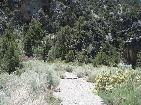 Rubber Rabbitbrush (Ericameria nauseosa)