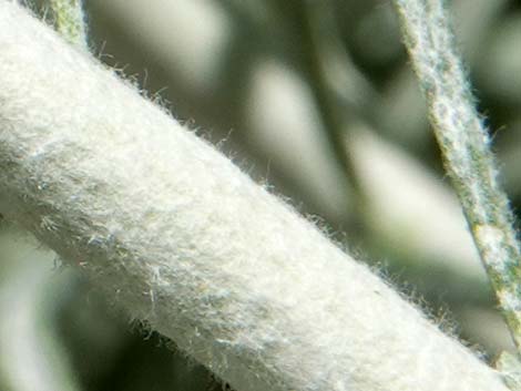 Rubber Rabbitbrush (Ericameria nauseosa)