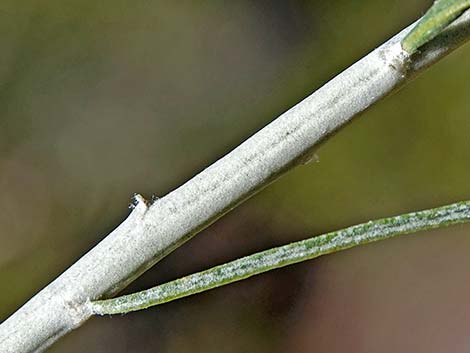 Rubber Rabbitbrush (Ericameria nauseosa)