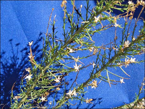 Mojave Rabbitbrush (Ericameria paniculata)