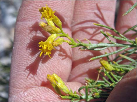 Mojave Rabbitbrush (Ericameria paniculata)