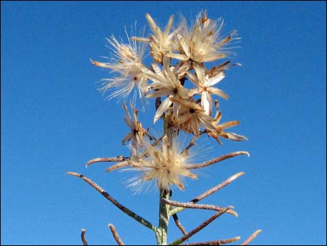 Mojave Rabbitbrush (Ericameria paniculata)